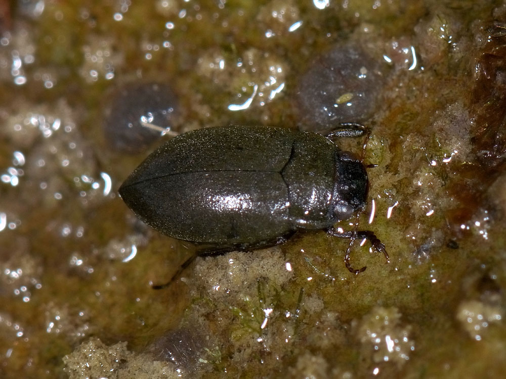 Coleottero acquatico da id. - Deronectes gr. moestus